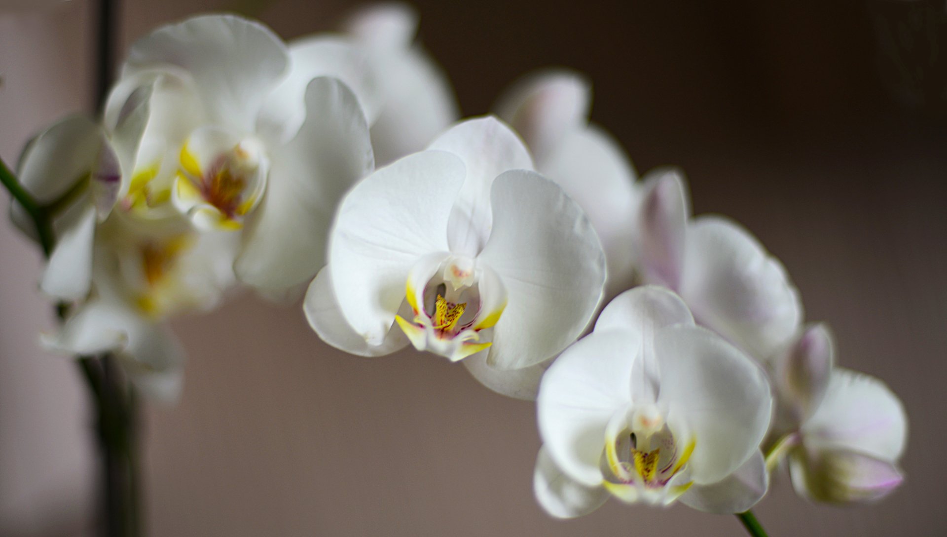4K Ultra HD Orchid Serenity: Elegant Blossoms of Nature | 5513x3124 ...