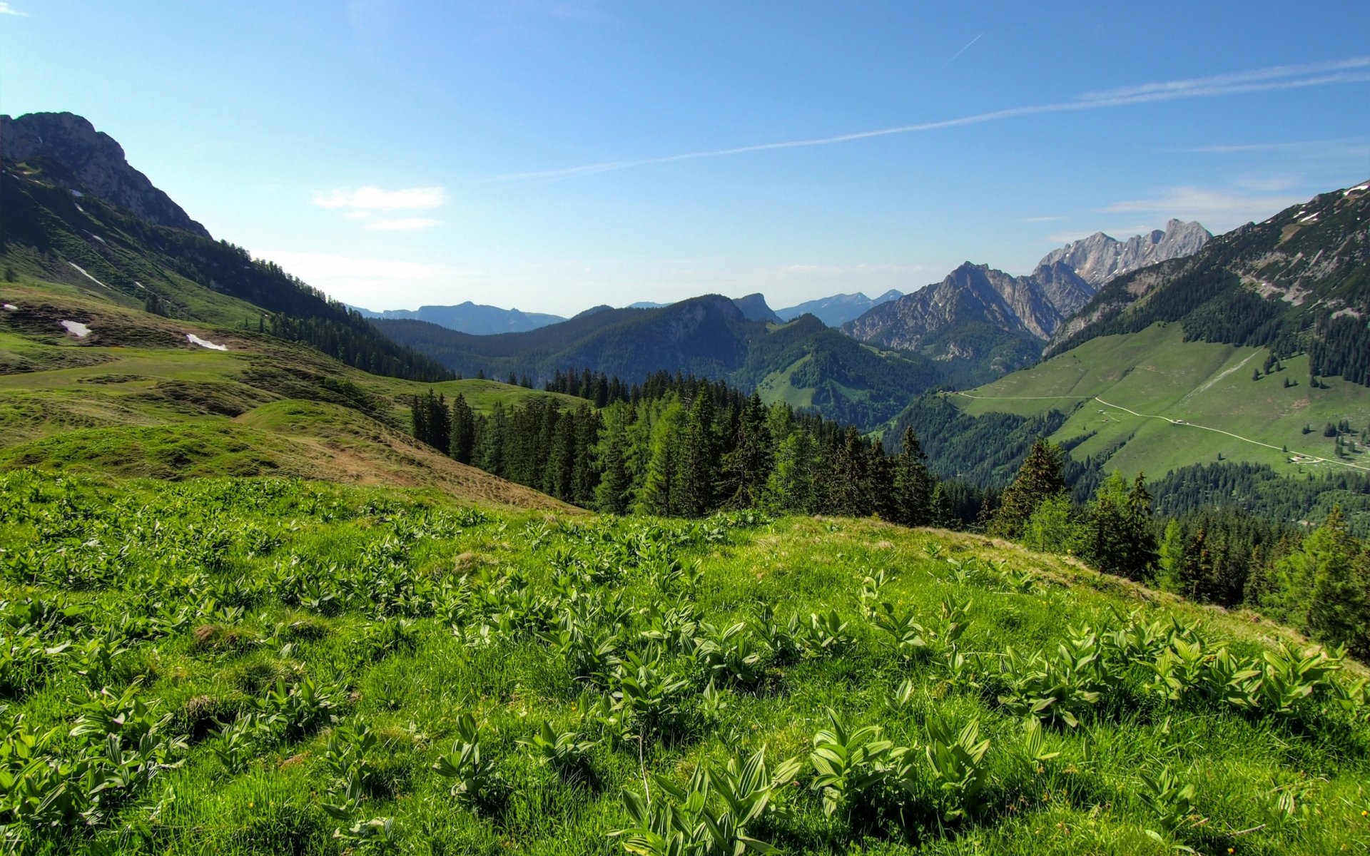 Lush green alpine meadow with firs and rolling hills leading to jagged peaks under a clear blue sky — nature landscape; 2K Quad HD PC desktop wallpaper and background.
