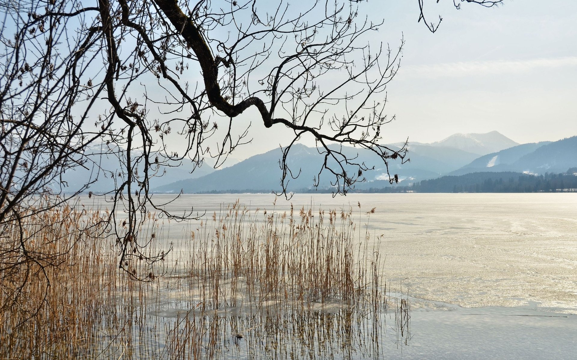 HD PC desktop wallpaper showing a serene nature landscape with bare tree branches, tall reeds, a calm lake, and distant mountains under a pale sky.