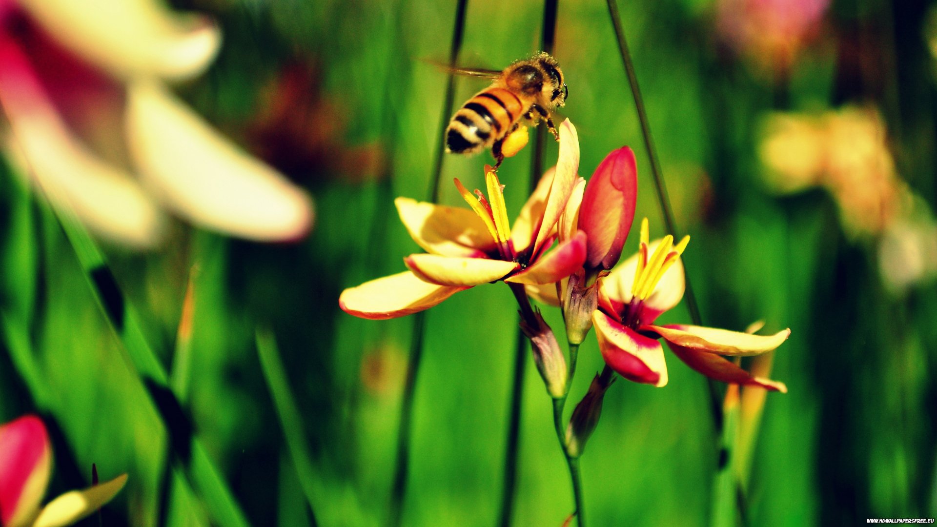 Close-up of a bee perched on a vibrant flower against a blurred green background, captured in 4K Ultra HD for a vivid PC desktop wallpaper.
