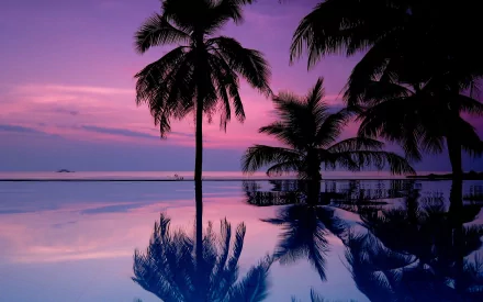 nature palm tree HD Desktop Wallpaper | Background Image