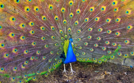 HD PC desktop wallpaper featuring a vibrant peacock with its feathers fully fanned out, showcasing intricate eye patterns and vivid colors.