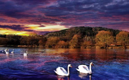 A serene scene featuring mute swans gliding across a tranquil lake under a vibrant sunset, surrounded by lush hills and colorful clouds, captured in an HD wallpaper.