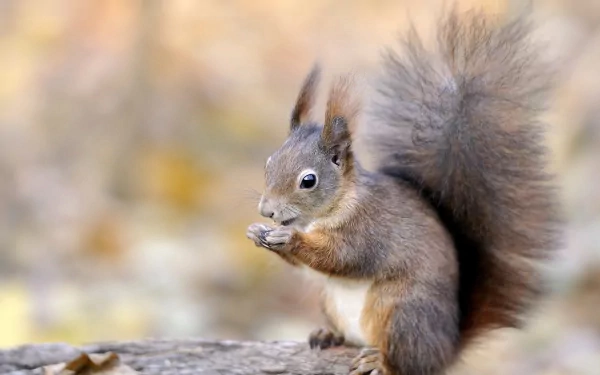 2K Quad HD PC desktop wallpaper of an animal — a fluffy squirrel nibbling a nut on a softly blurred autumn background.