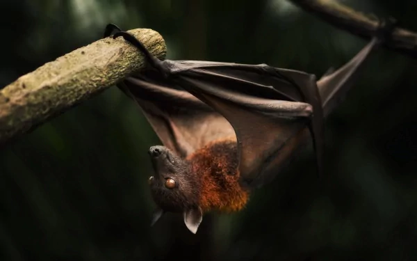 HD desktop wallpaper featuring a bat with reddish-brown fur hanging upside down from a branch, set against a natural, blurred background.