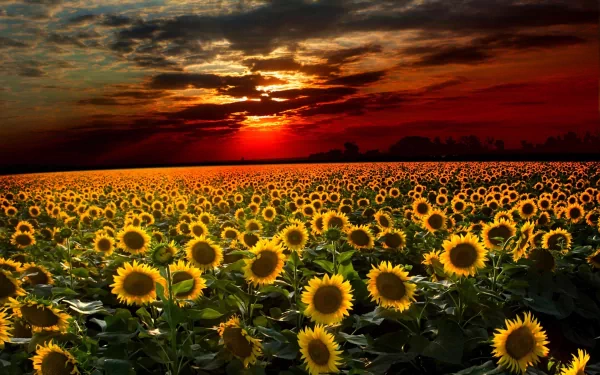 A vibrant field of sunflowers stretches towards a dramatic sunset, with rich colors illuminating the sky, creating a stunning nature backdrop for HD desktop wallpaper.