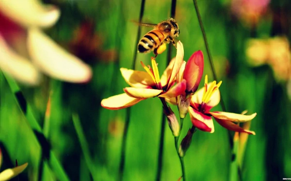 Close-up of a bee perched on a vibrant flower against a blurred green background, captured in 4K Ultra HD for a vivid PC desktop wallpaper.