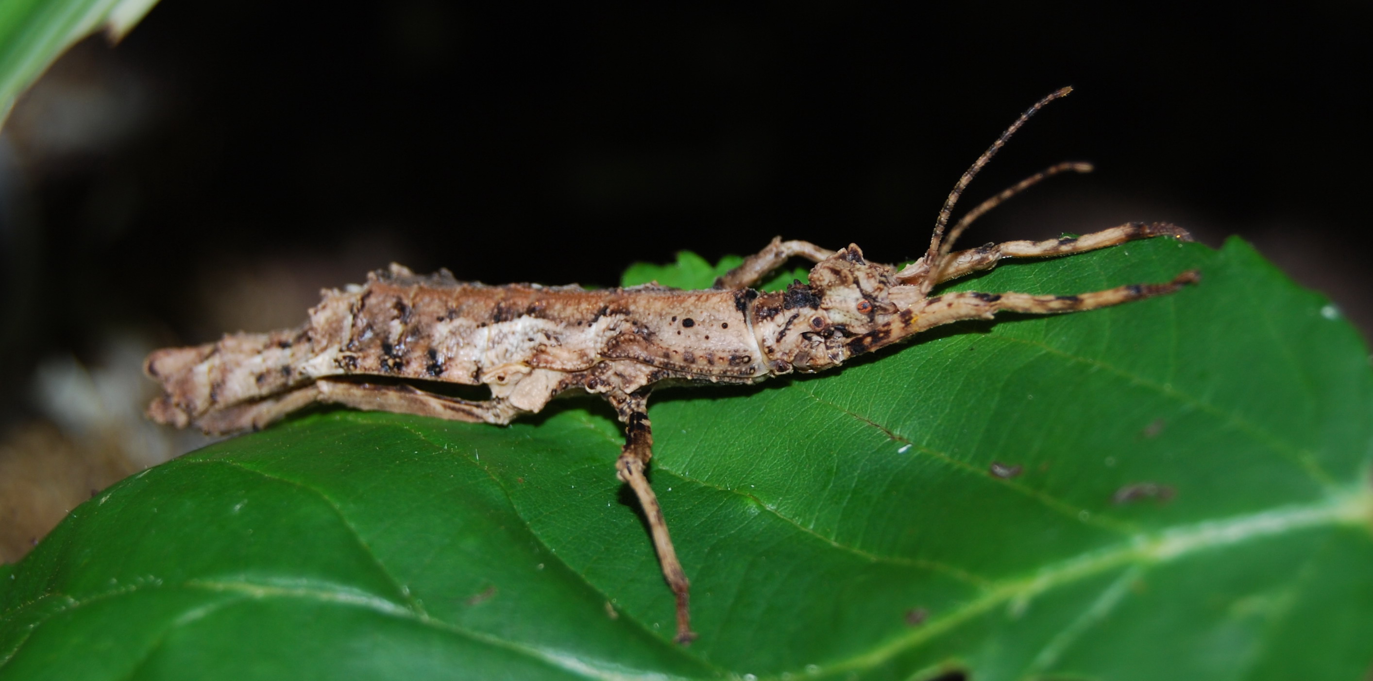 Download Animal Insect HD Wallpaper