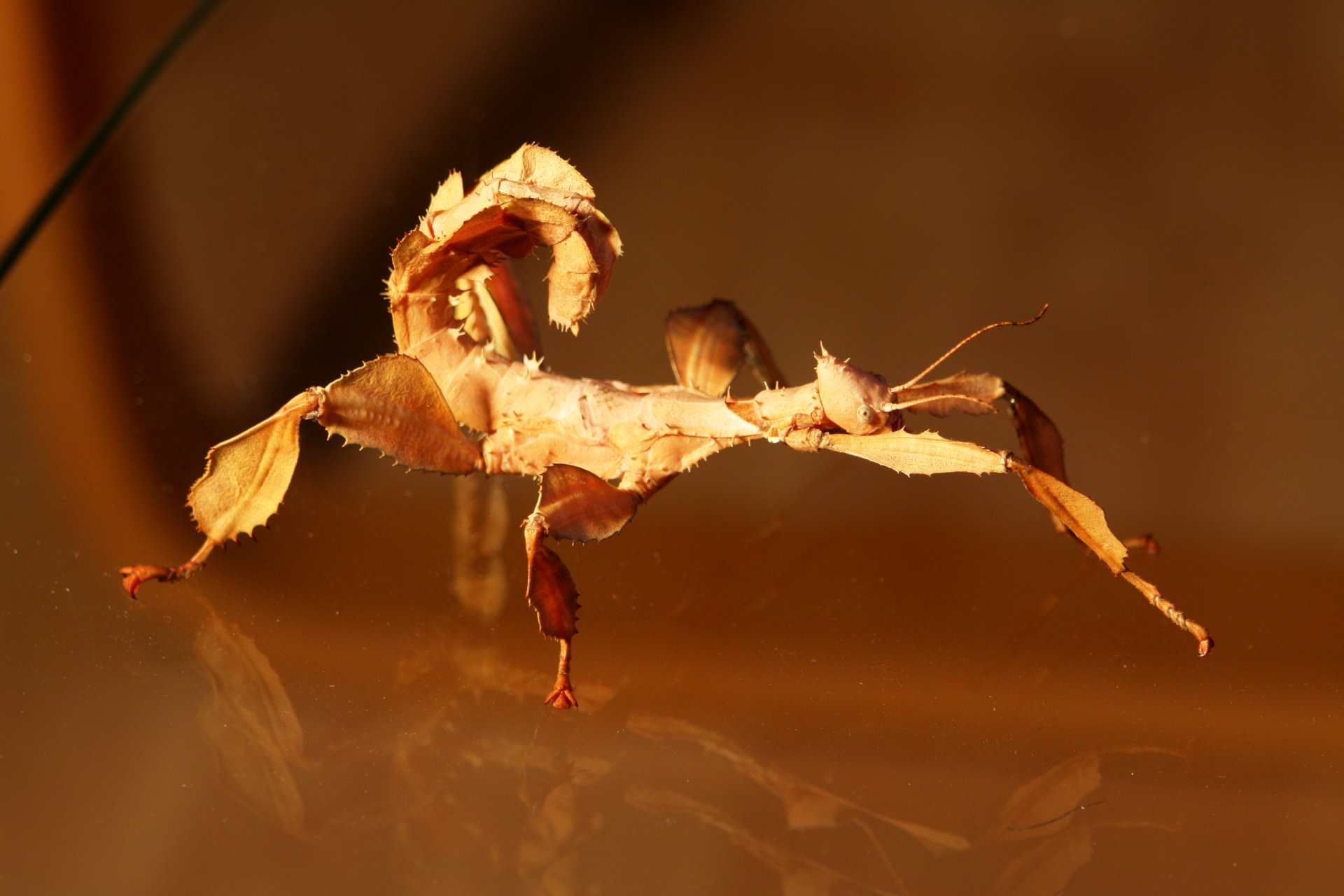 Giant Spiny Stick Insect - Desktop Wallpapers, Phone Wallpaper, PFP ...