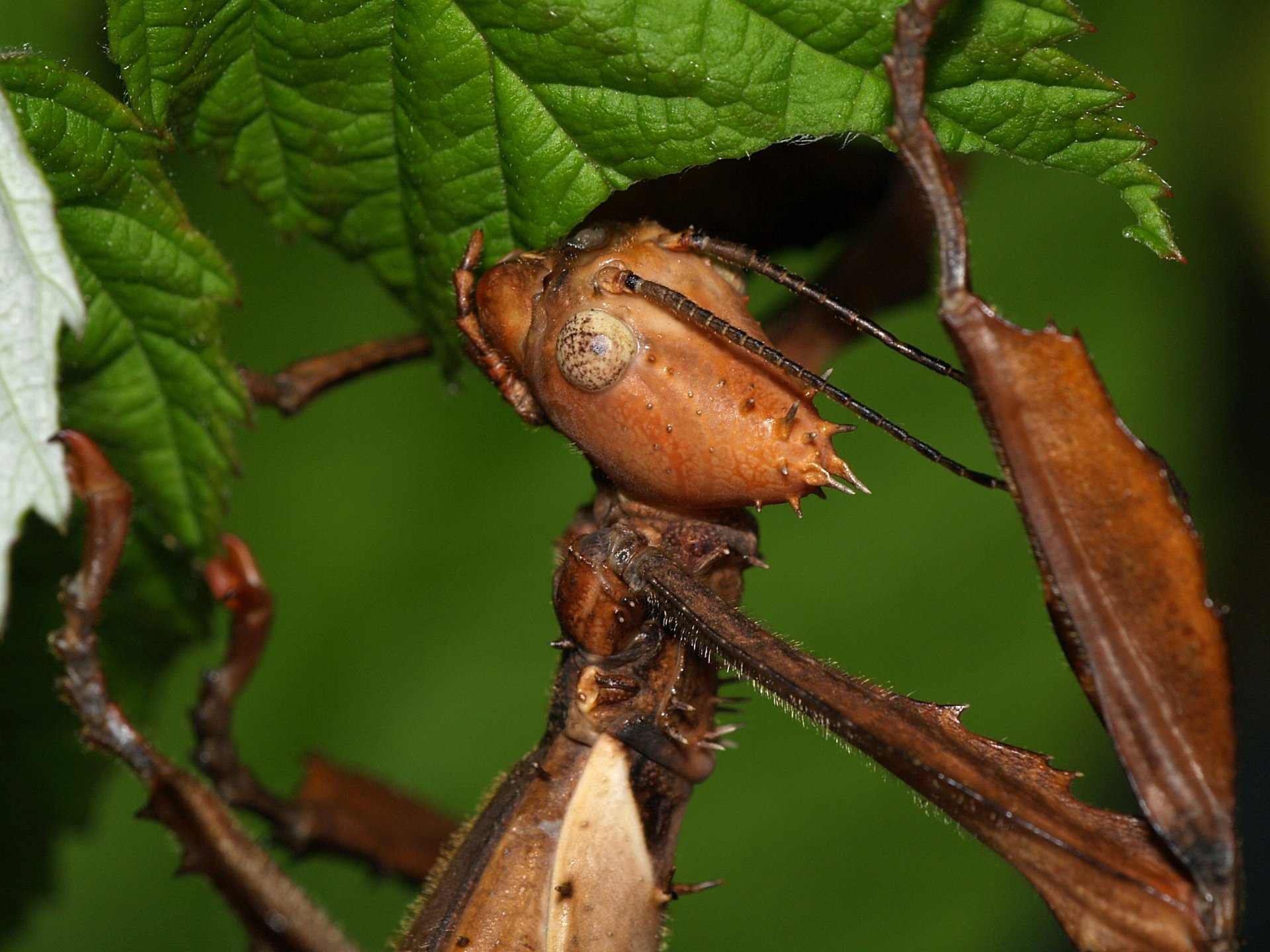 Download Animal Insect HD Wallpaper