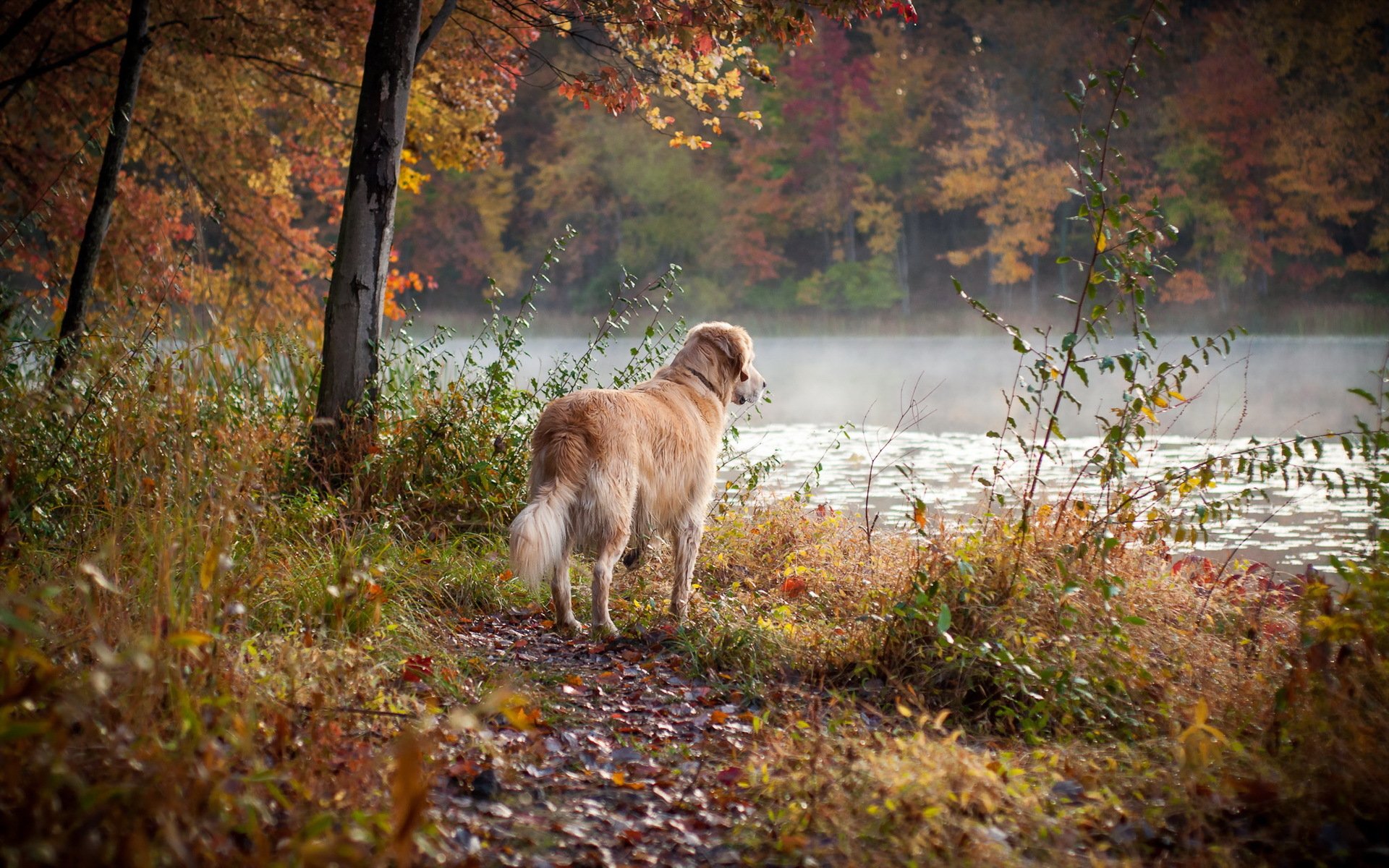 Golden Retriever Full HD Wallpaper and Background Image | 1920x1200