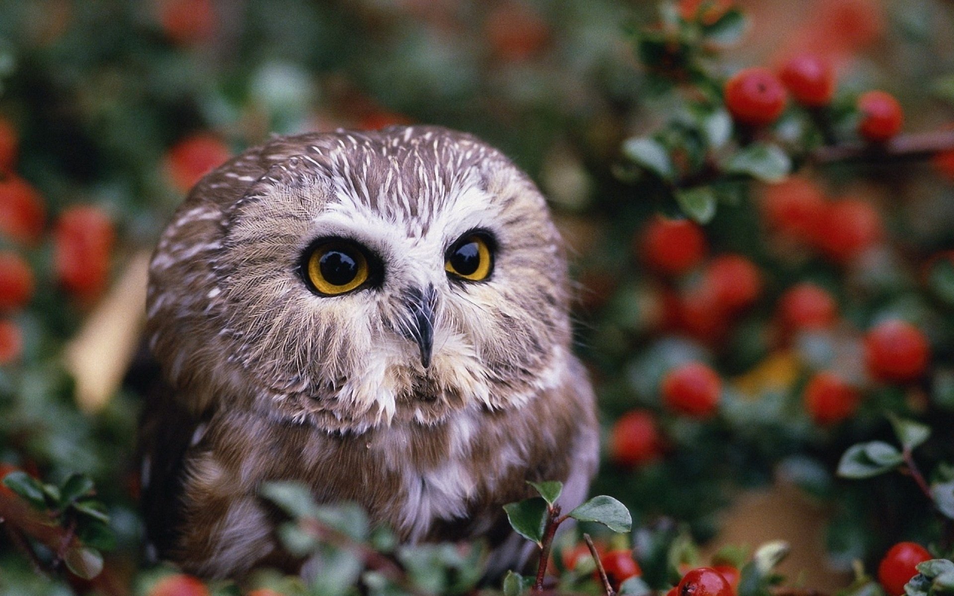 HD PC desktop wallpaper featuring a close-up of a brown owl with bright yellow eyes surrounded by green foliage and red berries.