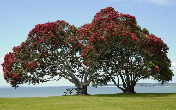 A scenic view featuring vibrant red trees and a bench on a grassy shoreline, with a serene body of water in the background. This 4K Ultra HD image serves as a stunning desktop wallpaper.