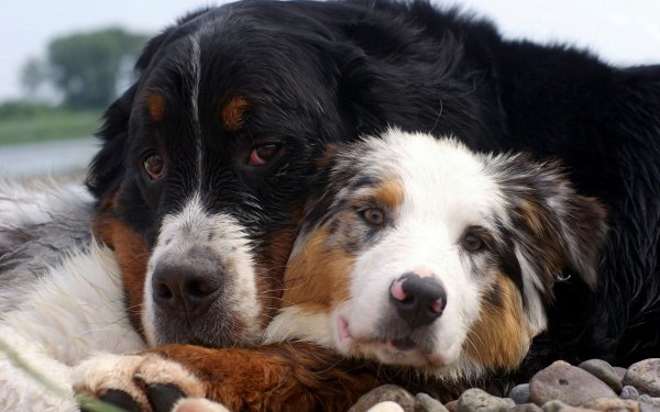 Animal Dog Dogs Cute Love HD Wallpaper | Background Image