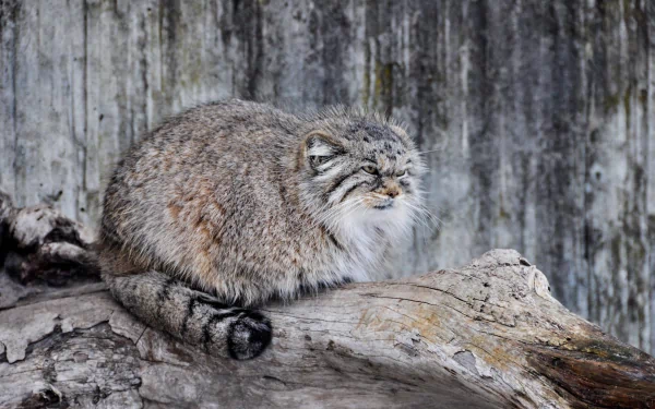  A Wild Cat Named Pallas's Cat
