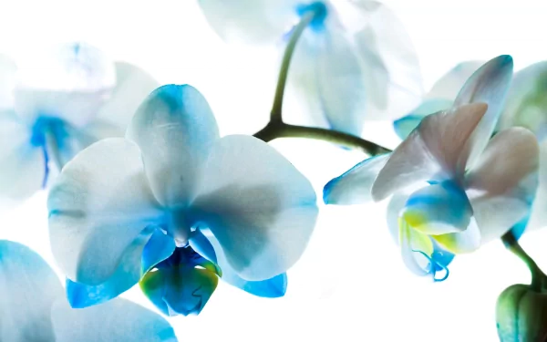 Close-up of delicate blue and white orchid flowers in a 4K Ultra HD nature-themed PC desktop wallpaper.