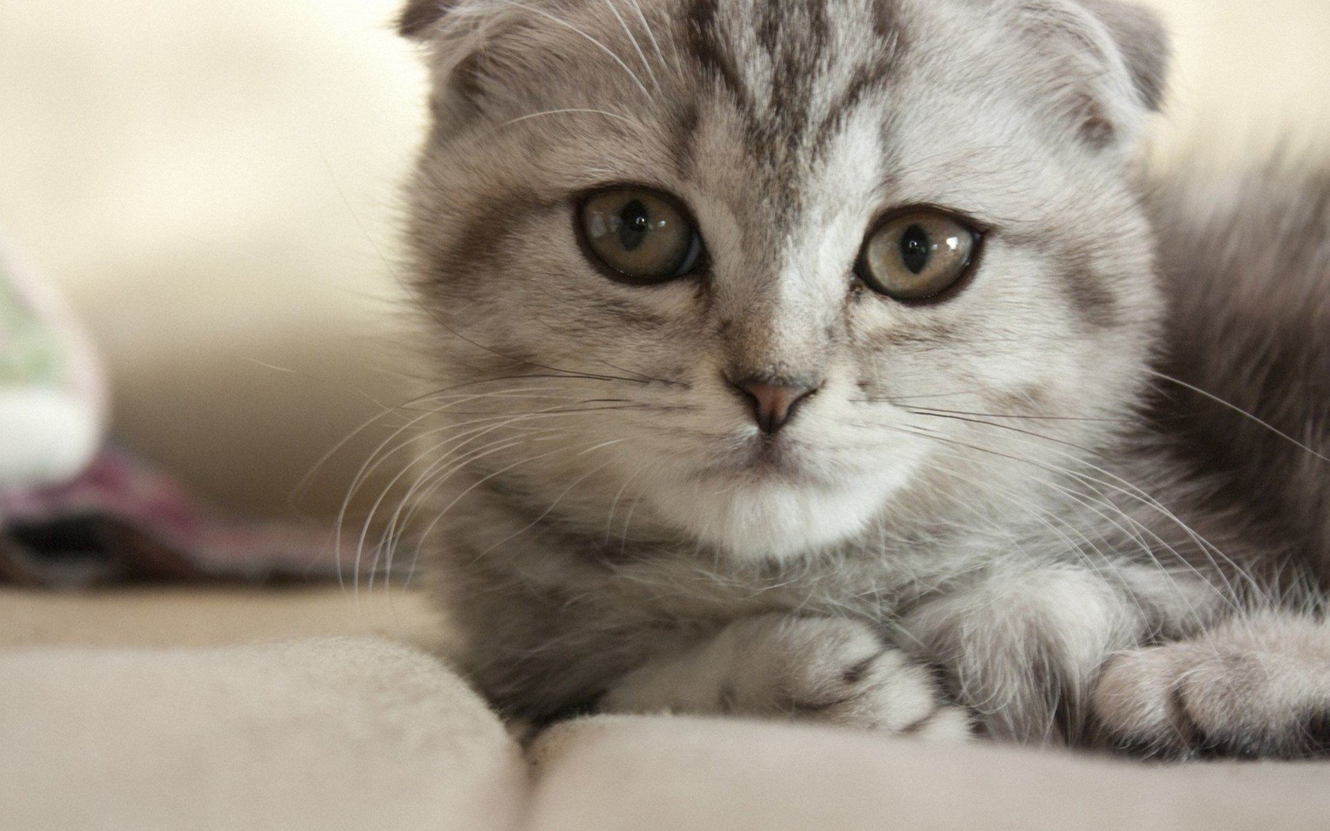 Download Animal Cat HD Wallpaper