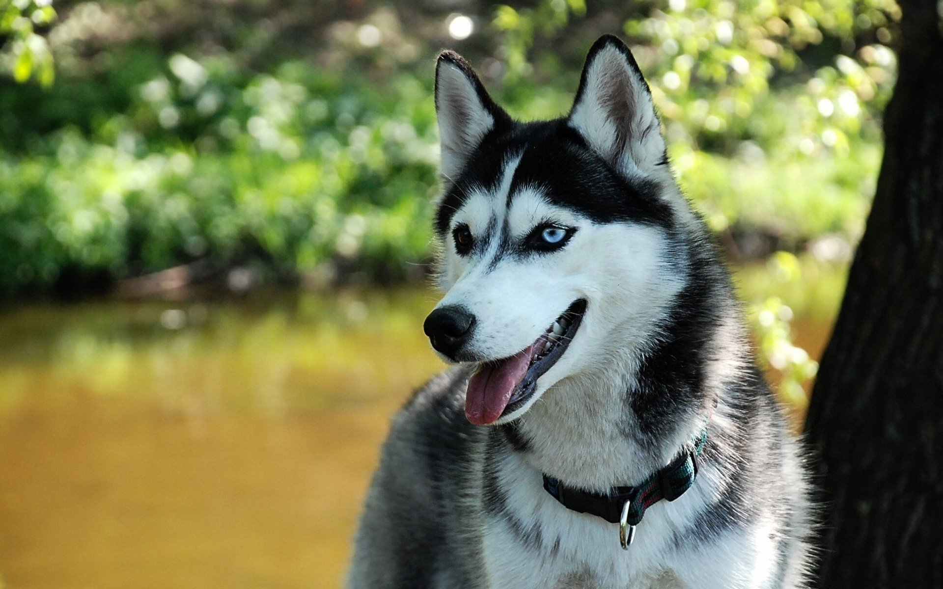 Husky Tapeta HD | Tło | 1920x1200 | ID:394135 - Wallpaper Abyss