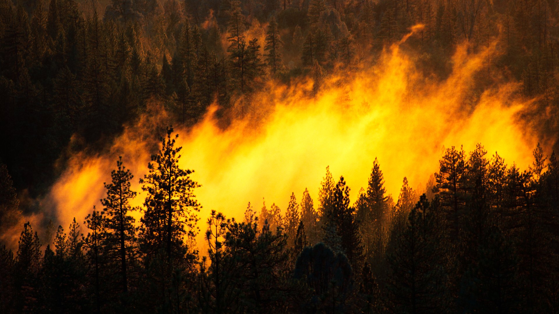 Download Nature Forest Natural Disaster HD Wallpaper