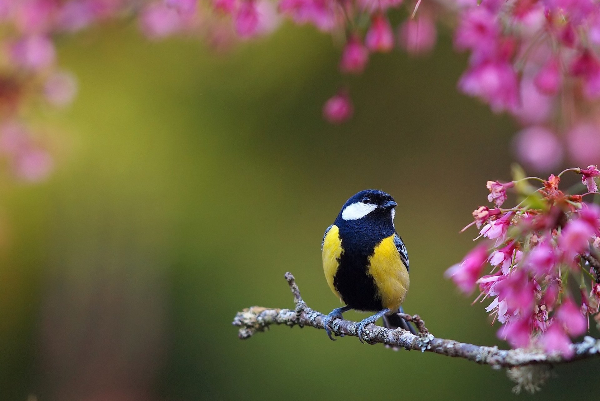 Download Great Tit Animal Titmouse HD Wallpaper