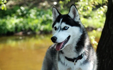 A vibrant HD wallpaper featuring a happy husky with striking blue eyes, set against a lush green background near a tranquil stream.