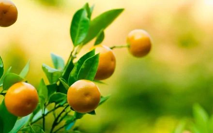 HD PC desktop wallpaper showing ripe mandarins hanging on a vibrant green leafy branch against a soft yellow-green blurred background.