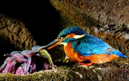 HD PC desktop wallpaper featuring a vibrant kingfisher bird with bright blue and orange feathers perched on a mossy surface holding a small fish in its beak.