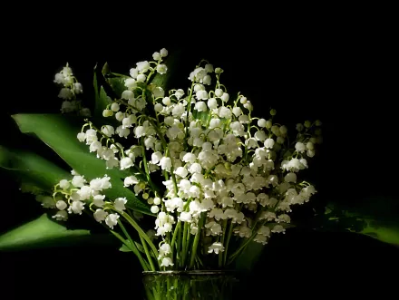A stunning HD desktop wallpaper featuring a bouquet of lily of the valley flowers, displaying delicate white blooms against lush green leaves, celebrating the beauty of nature.
