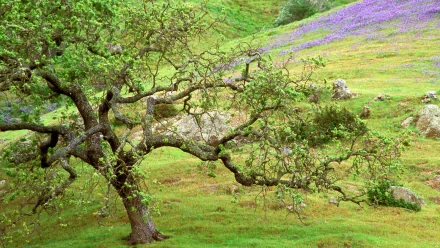 HD wallpaper featuring a majestic oak tree with a backdrop of purple flowers and green hills.