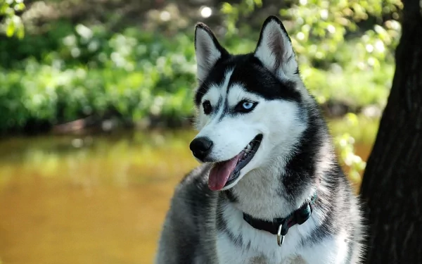 A vibrant HD wallpaper featuring a happy husky with striking blue eyes, set against a lush green background near a tranquil stream.