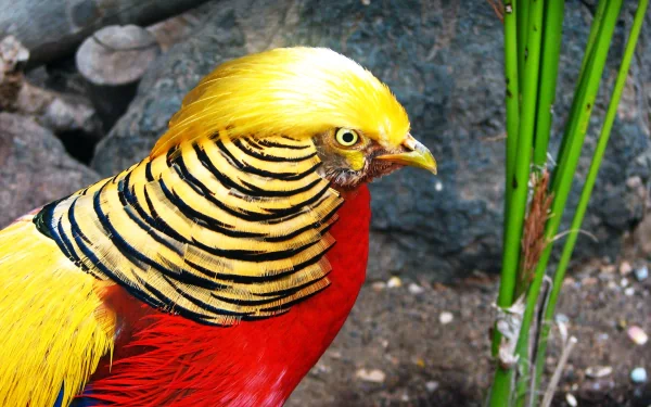 Close-up of an animal — a golden pheasant with bright yellow head, black-and-gold striped neck and red body against rocks and green stems; 2K Quad HD PC desktop wallpaper.