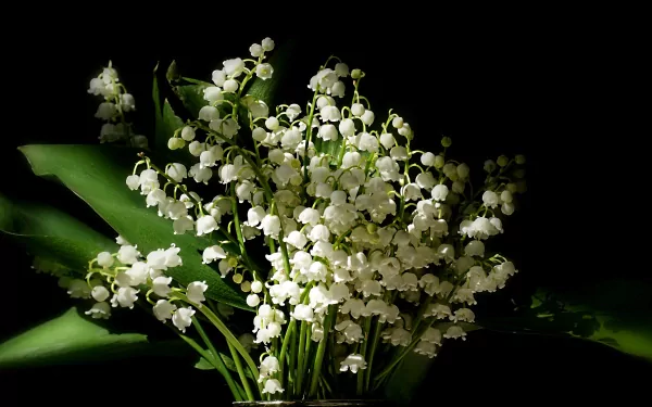 A stunning HD desktop wallpaper featuring a bouquet of lily of the valley flowers, displaying delicate white blooms against lush green leaves, celebrating the beauty of nature.