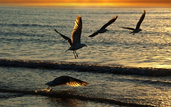 HD PC desktop wallpaper showing seagulls flying over calm ocean waters at sunset, capturing the peaceful beauty of these animals in natural light.