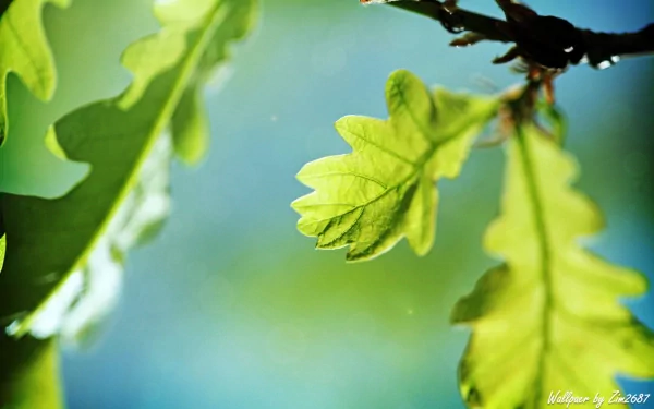 HD wallpaper featuring close-up of fresh oak tree leaves against a blurred blue background.