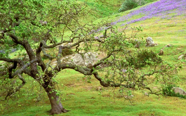 HD wallpaper featuring a majestic oak tree with a backdrop of purple flowers and green hills.