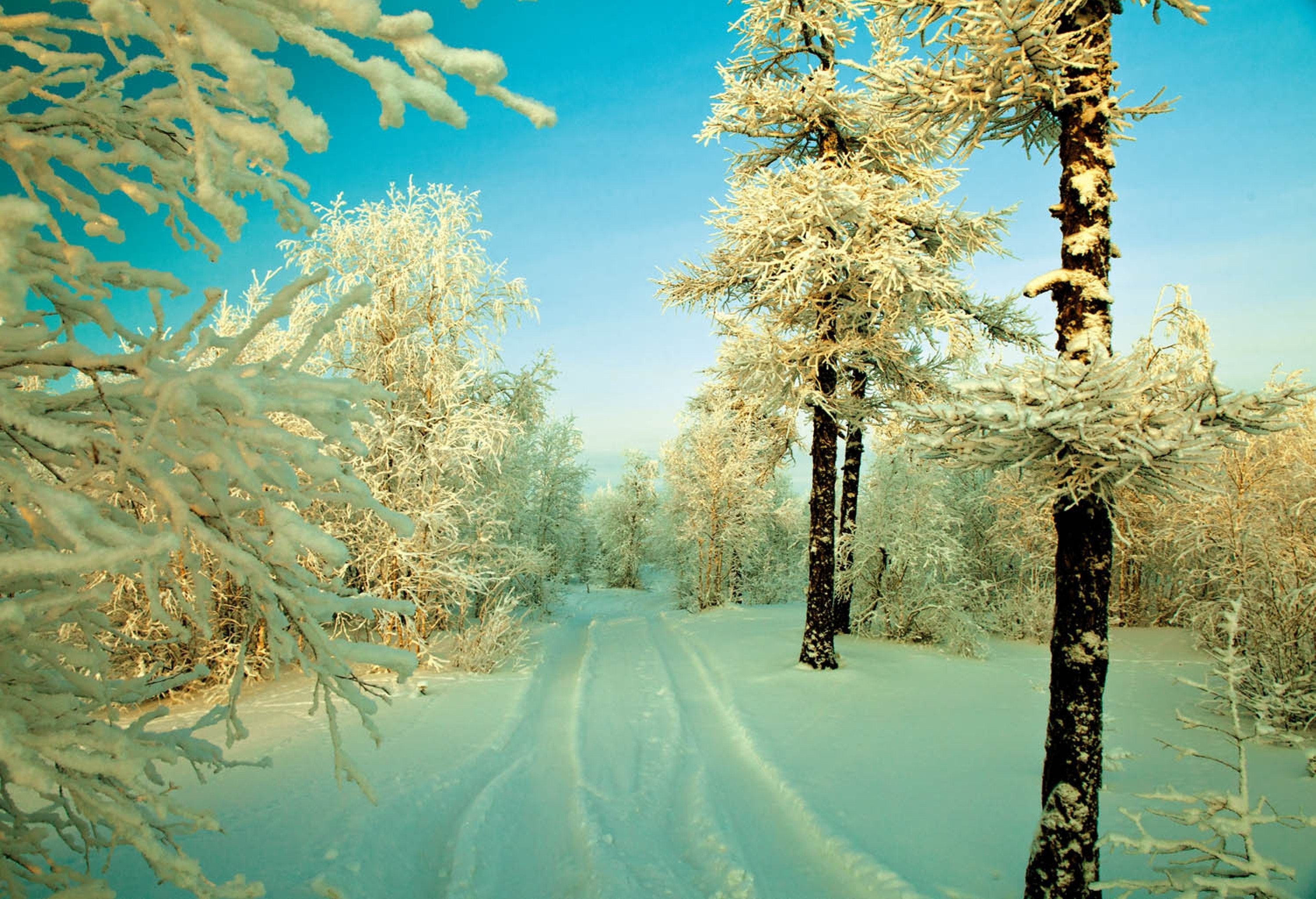 Nature Winter HD Wallpaper by Vasiliy Sorokhan