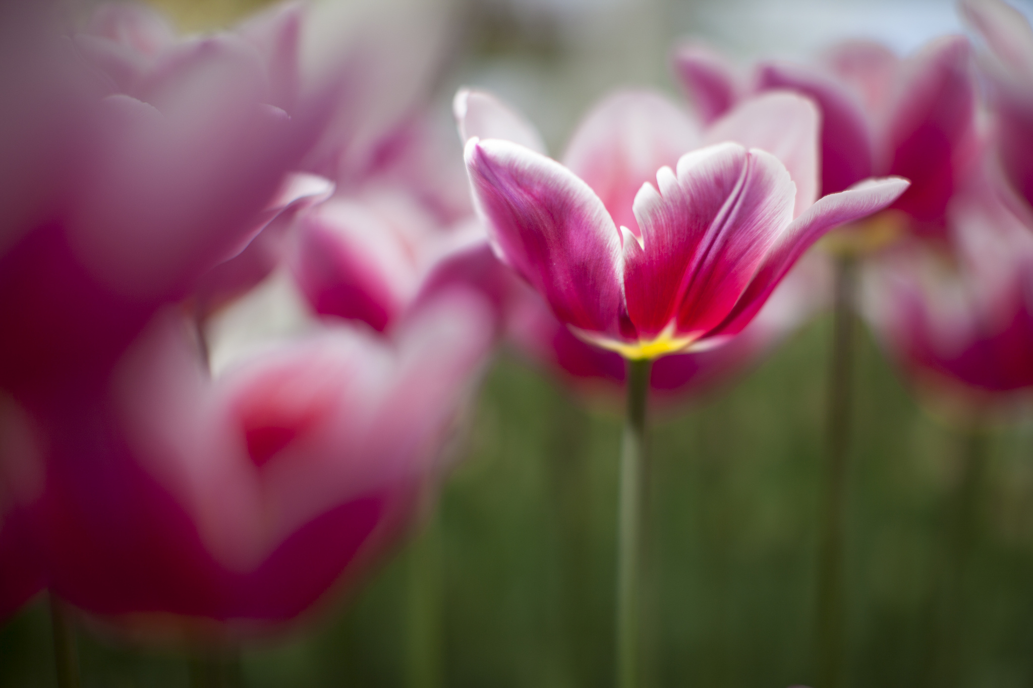 Download Flower Nature Tulip HD Wallpaper