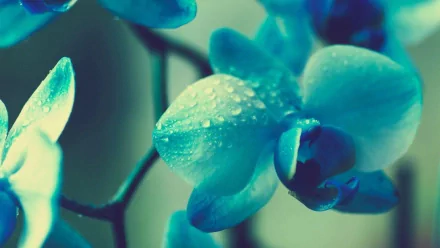 A close-up of a blue orchid with water droplets, capturing the beauty of nature. This high-definition image makes a vibrant desktop wallpaper and background.
