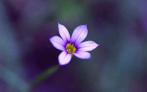 Nature Flower Flowers HD Wallpaper | Background Image