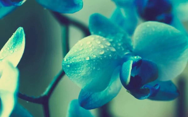 A close-up of a blue orchid with water droplets, capturing the beauty of nature. This high-definition image makes a vibrant desktop wallpaper and background.