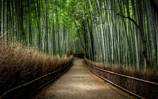 nature bamboo HD Desktop Wallpaper | Background Image