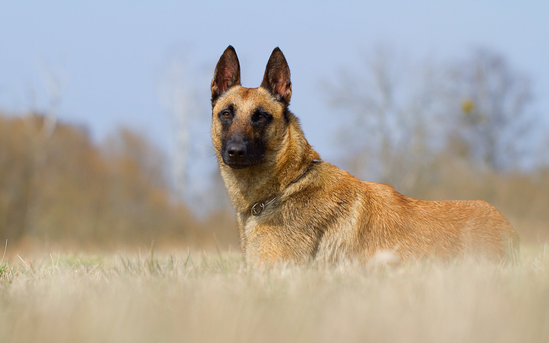 A German Shepherd lying in a grassy field, with trees in the background and a clear blue sky. This HD image makes a striking desktop wallpaper and background.
