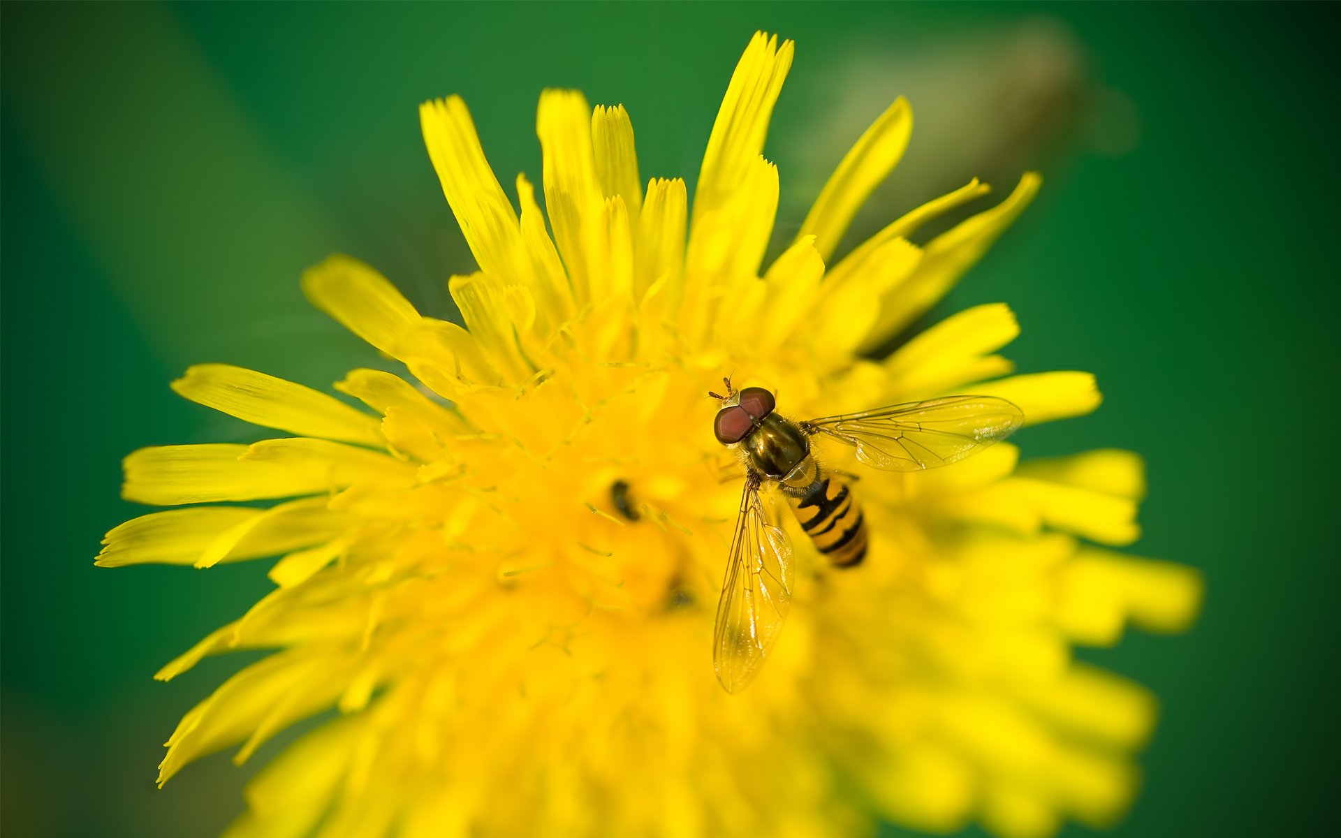 HD PC desktop wallpaper: animal hoverfly perched on a bright yellow dandelion with a soft green bokeh background.