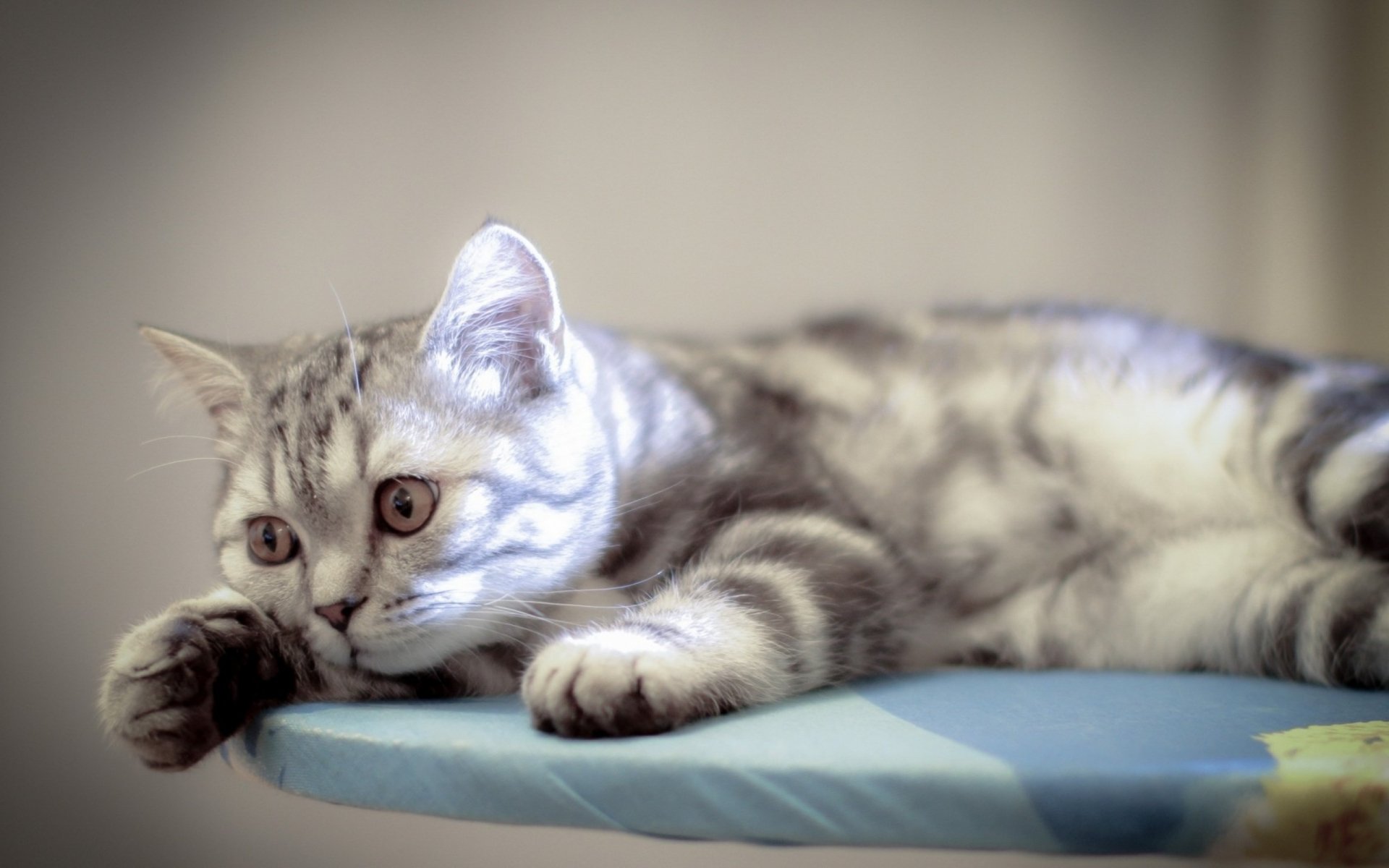 Silver tabby cat lounging on a blue surface with a soft-focus background, 2K Quad HD PC desktop wallpaper/background.