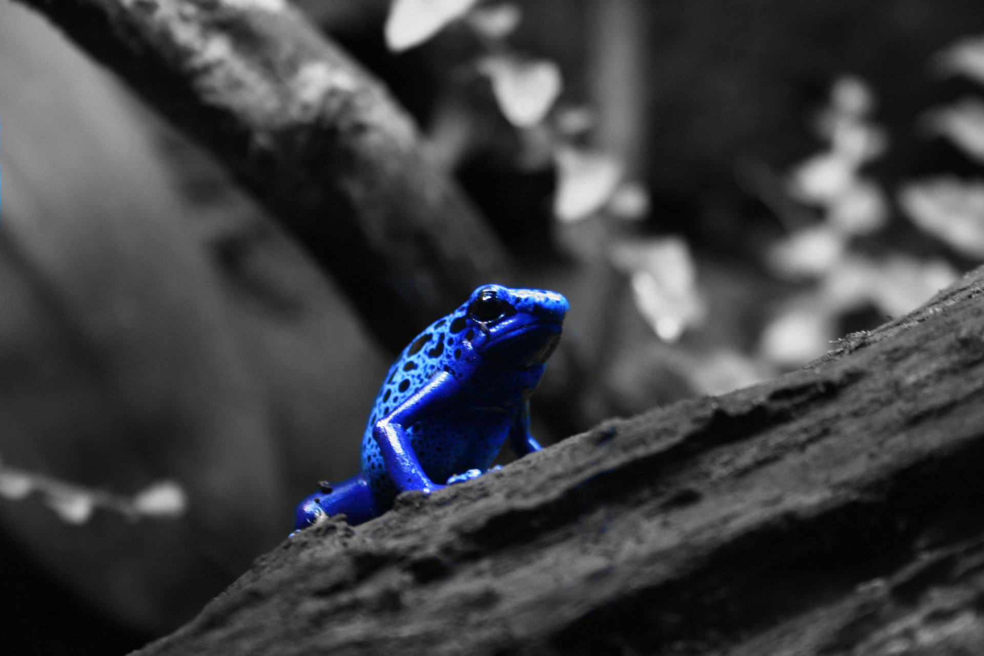 4K Blue Poison Dart Frog Wallpapers | Background Images