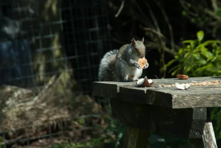 Animal squirrel HD Desktop Wallpaper | Background Image