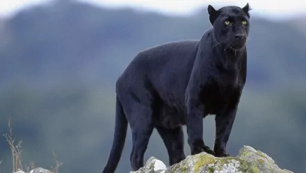 HD desktop wallpaper featuring a majestic black panther standing on a rock, set against a blurred natural background. The powerful animal exudes strength and grace, making for a striking image.