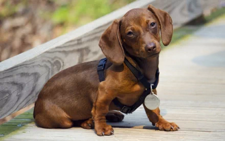 HD desktop wallpaper featuring a cute brown dachshund sitting on a wooden boardwalk with a blurred natural background.
