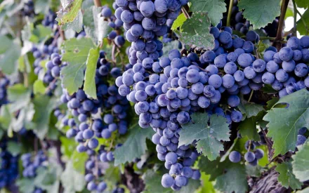 A close-up view of vibrant purple grapes hanging on a vine, surrounded by lush green leaves, showcasing the beauty of food in this HD PC desktop wallpaper.
