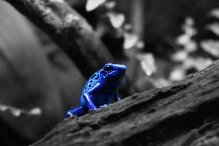 A vivid blue poison dart frog perched on a textured branch, captured in stunning 4K Ultra HD detail for PC desktop wallpaper and background.